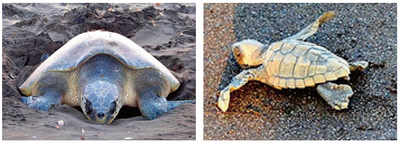 Sea turtles have bid goodbye to Mangaluru: Activists