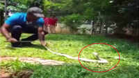 Watch: White cobra enters judicial layout area in Bengaluru 