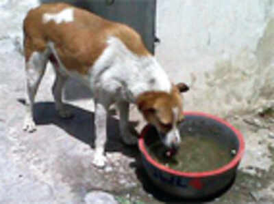 Cement water outlet bowls dogs