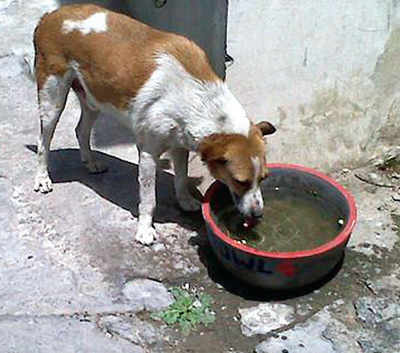 animal water bowl