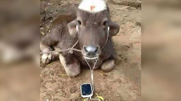 Our cows are more tech savvy than Tim Cook