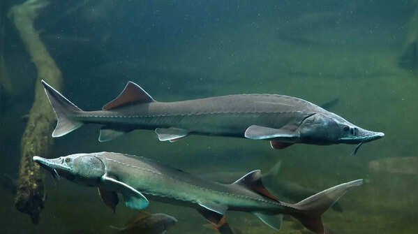 Sturgeon