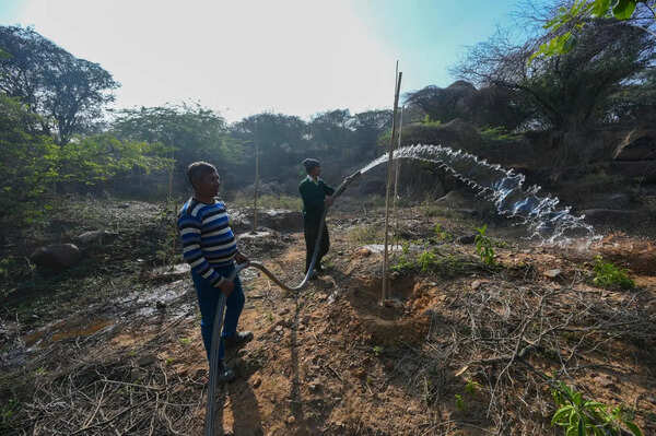 Tree cover among the lowest, but Haryana stalls free sapling drive