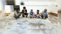 Poachers trap and kill leopard in Chhattisgarh, eat its meat; held trying to sell skin