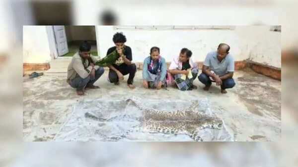 Poachers trap and kill leopard in Chhattisgarh, eat its meat; held trying to sell skin