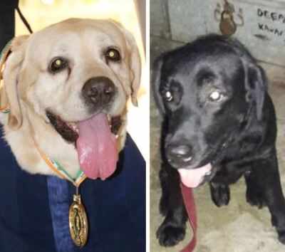 Twitter user asks Mumbai Police about VIP culture, gets the cutest canine response