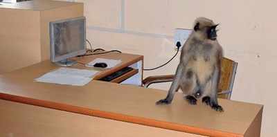 Not funny: Work stalls as Gadag zilla panchayat office is taken over by monkeys