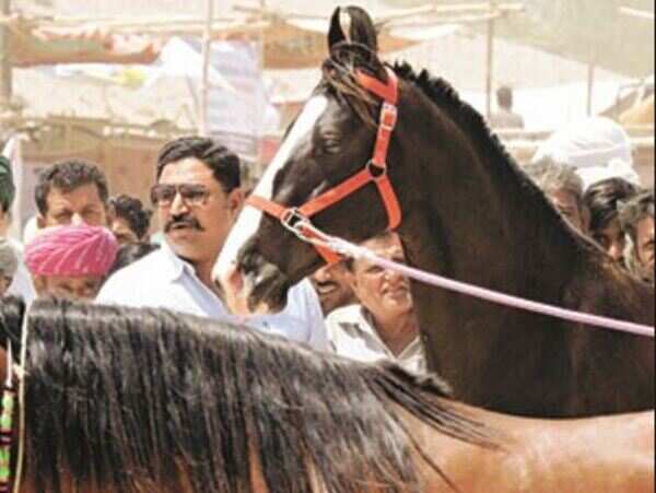 After years in wilderness, Marwari horse charges back