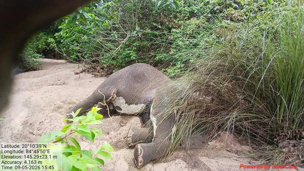 Ailing tusker found dead in Ganjam forest