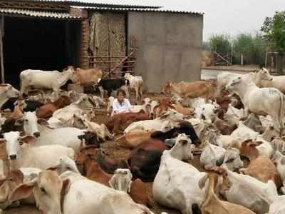 Hansraj Ahir asks Mamata Banerjee government to stop smuggling of cows from Bangladesh