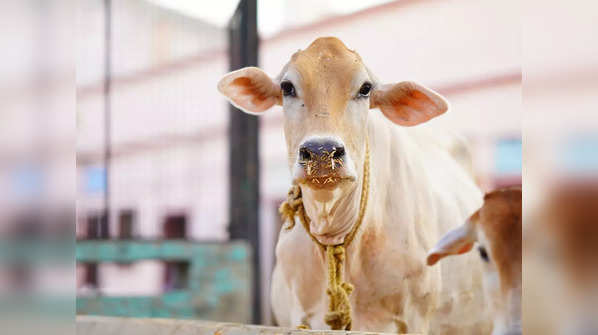 Kerala Vechur Cow: The smallest cattle breed in the world with ...