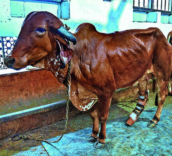 A leg lost in accident, cow moos on slow and steady with prosthetic limb