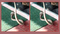 Tamil Nadu: Snake found inside an ATM in Coimbatore; later rescued 