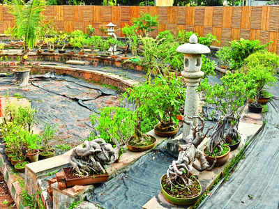 Lalbagh’s Bonsai Garden gets international makeover