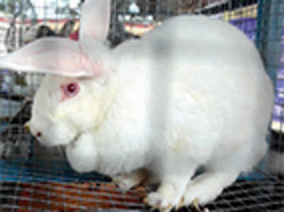 State in a spot after ban on broiler rabbits