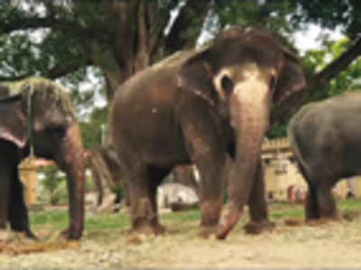 Has ‘curse’ on Wadiyars hit royal elephants too?