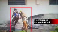 Watch: Leopard attacks a security guard, captured 