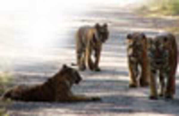 Lord of the jungle