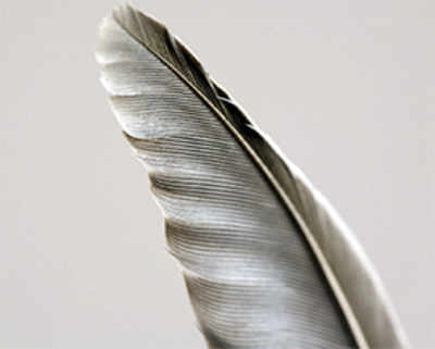 Feathers inspire new anti-turbulence tech
