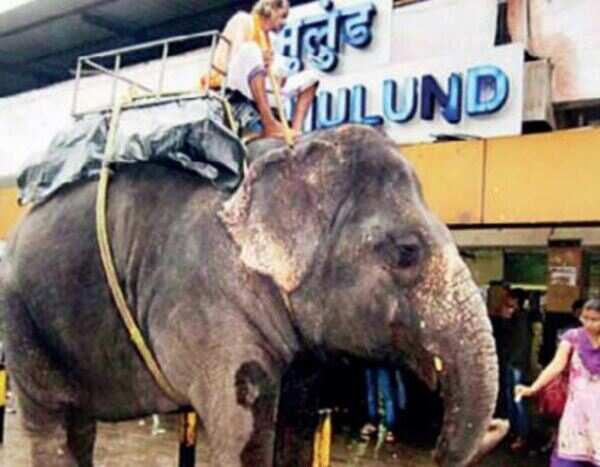 Elephant fed on 200 vada pavs daily sheds 700 kg after rescue