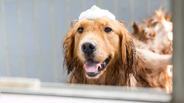 Grooming needs