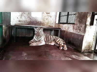 Ek tha Tiger: City’s only white cat Bajirao is dead
