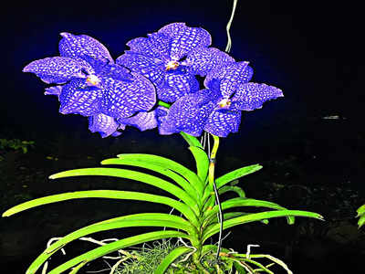 Malleswaram Mirror Special: The orchid family