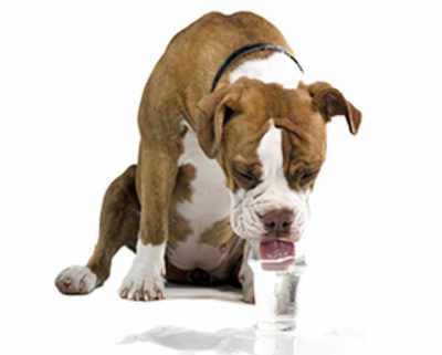 How man’s best friend has a drink of water