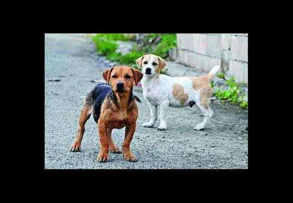 Now, collars to save canines from collision