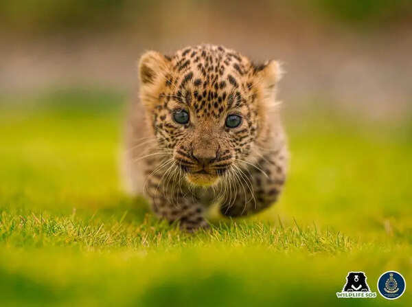 The silent effort to reunite leopard cubs in Junnar with their mothers