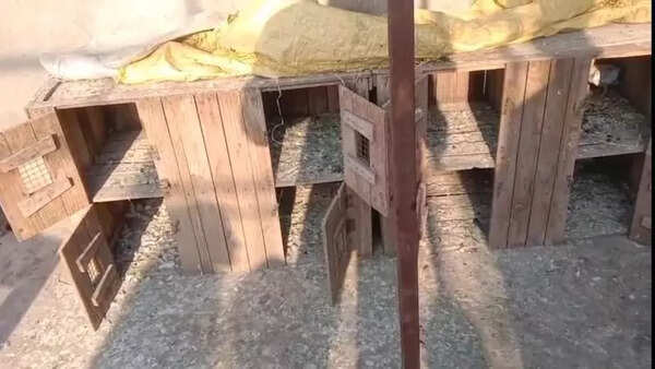 'Kbootarbazi': Thieves steal 400 pigeons ‘worth Rs 10 lakh’ bred for Mughal-era sport in Uttar Pradesh