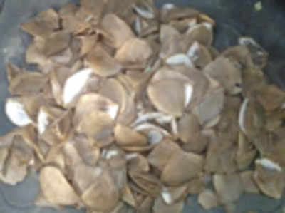 Man arrested, one kg pangolin scales seized