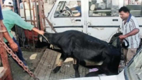 Bovine intervention hurts Ahmedabad Municipal Corporation coffers