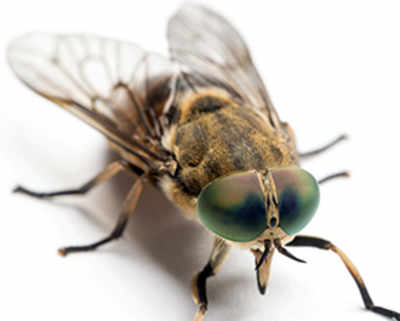 Flies inspire better hearing aid tech