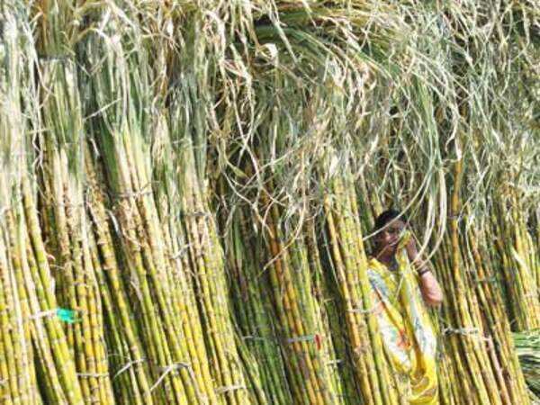 Govt slashes sugar cane commission