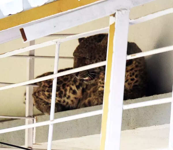 Leopard rescued after six-hour operation in Nashik’s Satpur