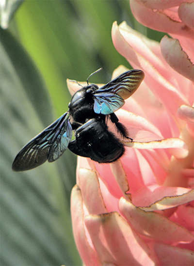 Urban Jungle: Bee for Bengaluru