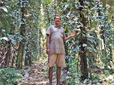 Kumta farmer peps up pepper cultivation