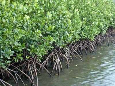 In a first, reserved forest status for Maha mangroves