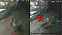 On cam: Lionesses roam around streets in Gujarat's Amreli 