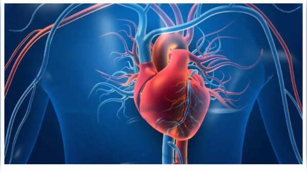 Supports heart health