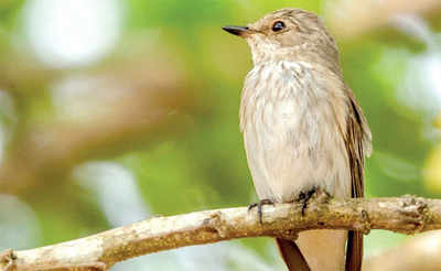 Rare migrant bird spotted in Manipal