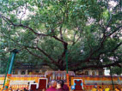 Under the Bodhi tree