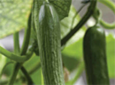 Cucumber Cascade in your garden