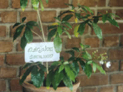 The greenskeeper: Grow sandalwood at home
