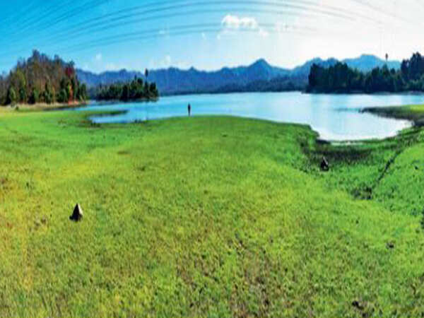 Why forest dept is growing tasty grass in National Park