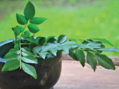 The greenskeeper: The magic curry leaf