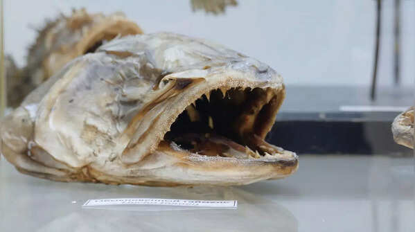 Coelacanth