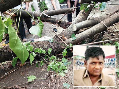 Death by tree fall: Cobbler is 7th victim