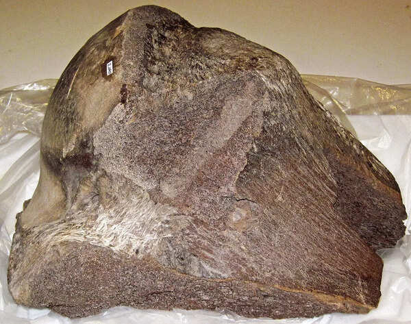 In 2010, a bulldozer driver found a tusk in the Colorado mud and unearthed the high-altitude secrets of the Snowmastodon site